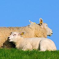 Texelse schaap (Ovis aries) met lammeren in weiland, Texel, Nederland
